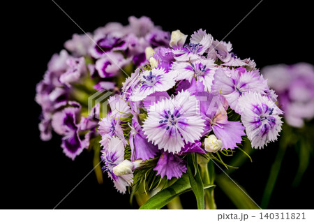 Purple and White Sweet William Dianthus Flowers on Black Background Purple and White Sweet William Dianthus Flowers on Black Background 140311821