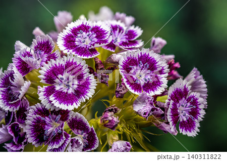 Purple and White Sweet William Dianthus Flowers on Green Background Purple and White Sweet William Dianthus Flowers on Green Background 140311822
