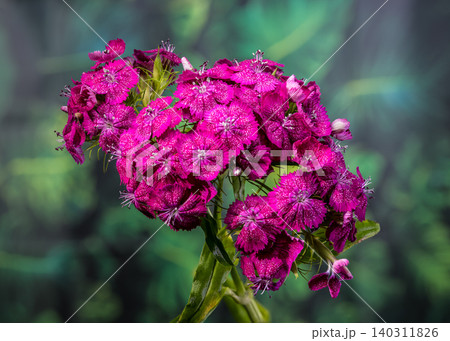 Rich Magenta Sweet William Dianthus Flowers on Green Background Rich Magenta Sweet William Dianthus Flowers on Green Background 140311826