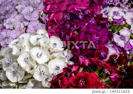 Macro Close Up of Colorful Sweet William Dianthus Flowers 140311828
