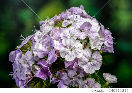 Tender Lilac Sweet William Dianthus Flowers on Green Background 140311833