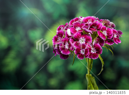 Vibrant Pink Sweet William Dianthus Flowers on Green Background 140311835