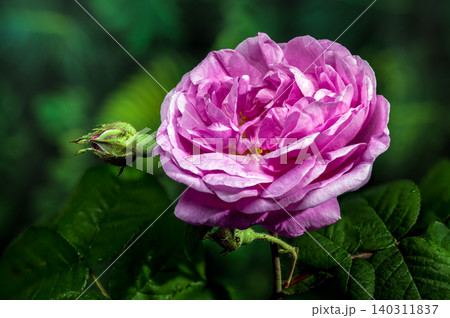 Beautiful Pink Rose Flower Blooming on Bush in Fresh Garden Beautiful Pink Rose Flower Blooming on Bush in Fresh Garden 140311837