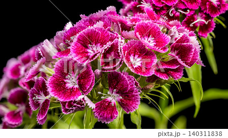 Beautiful Pink Sweet William Dianthus Flowers on Black Background Beautiful Pink Sweet William Dianthus Flowers on Black Background 140311838