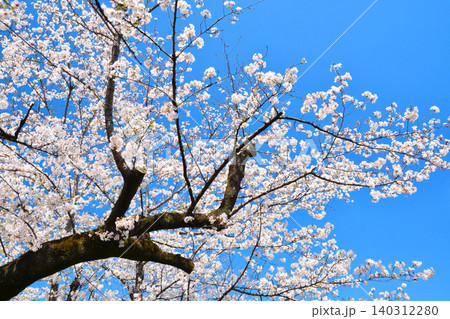 青空と桜(皇居千鳥ヶ淵緑道) 青空と桜(皇居千鳥ヶ淵緑道) 140312280