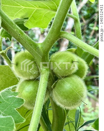 Close-up of green unripe hairy-fruited eggplant on the tree branch in garden Close-up of green unripe hairy-fruited eggplant on the tree branch in garden 140312431