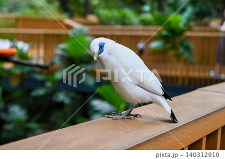 Rare white bali myna bird perching on wooden railing in Hong Kong public park close up critically endangered wildlife Rare white bali myna bird perching on wooden railing in Hong Kong public park close up critically endangered wildlife 140312910