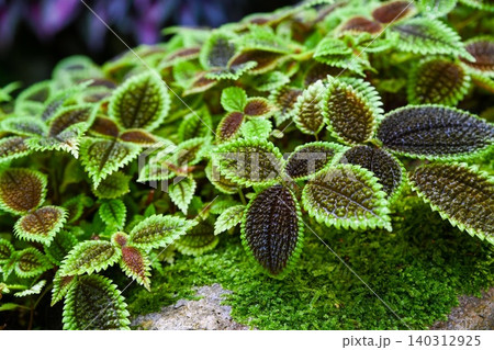 Detailed close up of lush friendship pilea plant growing on mossy rock at Hong Kong Park for tropical environment and botanical pattern scene Detailed close up of lush friendship pilea plant growing on mossy rock at Hong Kong Park for tropical environment and botanical pattern scene 140312925