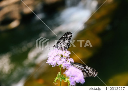 Glassy tiger butterfly collecting nectar from purple ageratum conyzoides flower on blurry green background in Hong Kong park Glassy tiger butterfly collecting nectar from purple ageratum conyzoides flower on blurry green background in Hong Kong park 140312927