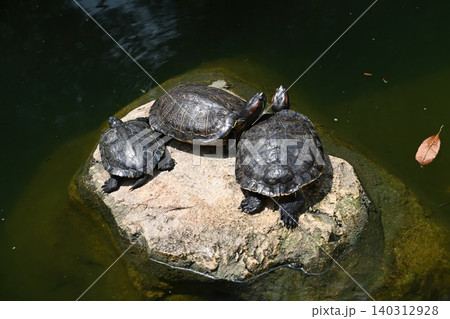 Three red eared slider turtle basking on a rock near water at Hong Kong Park for local Asian wildlife habitat and urban nature exploration scene Three red eared slider turtle basking on a rock near water at Hong Kong Park for local Asian wildlife habitat and urban nature exploration scene 140312928