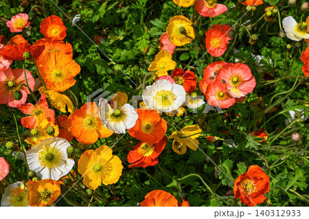 Beautiful iceland poppies papaver croceum with orange and yellow petals bloom under summer sun forming colorful theme in beijing Beautiful iceland poppies papaver croceum with orange and yellow petals bloom under summer sun forming colorful theme in beijing 140312933