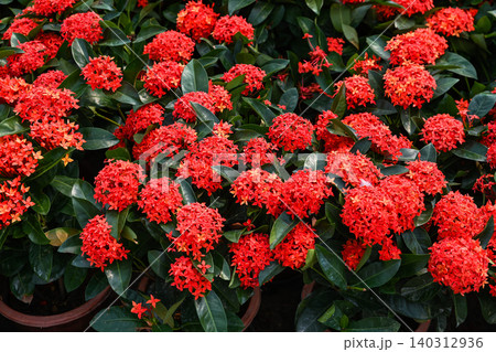 Potted flowering plant ixora chinensis with dense red blooms and glossy green leaves grows in market display in macau Potted flowering plant ixora chinensis with dense red blooms and glossy green leaves grows in market display in macau 140312936