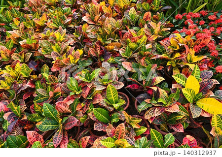 Assortment of potted croton plants codiaeum variegatum with colorful green yellow and red leaves at flower market in macau Assortment of potted croton plants codiaeum variegatum with colorful green yellow and red leaves at flower market in macau 140312937
