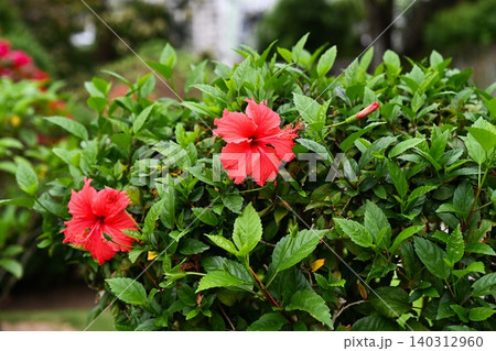 Close up of red hibiscus flowers known as Hibiscus rosa sinensis blooming with fresh green leaves in a city park at Macau Close up of red hibiscus flowers known as Hibiscus rosa sinensis blooming with fresh green leaves in a city park at Macau 140312960