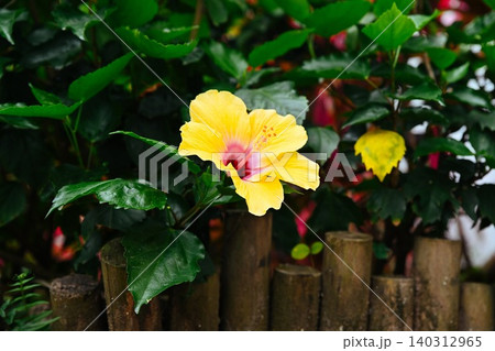 Close up of yellow hibiscus flower known as Hibiscus rosa sinensis blooming with fresh green leaves in a city park at Macau Close up of yellow hibiscus flower known as Hibiscus rosa sinensis blooming with fresh green leaves in a city park at Macau 140312965