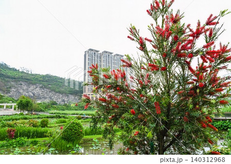 Red bottlebrush tree blooming at Cotai Ecological Zone wetland park with modern residential skyscraper on background 140312968