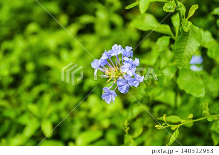 Close up of blue plumbago auriculata flowers known as Cape plumbago blooming with green leaves in a city park at Macau 140312983
