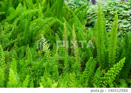 Lush green foxtail fern plants with fluffy plume leaves and small red berries growing in the garden groundcover view Lush green foxtail fern plants with fluffy plume leaves and small red berries growing in the garden groundcover view 140312988