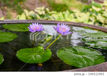Two purple water lily flowers blooming in a stone container pond surrounded by large green floating leaves in garden 140312991