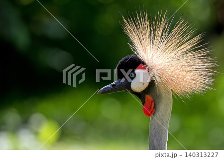 Crowned crane a portrait 140313227