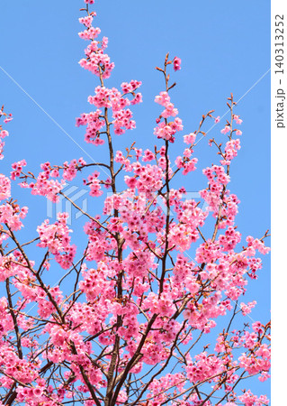 青空に映える寒緋桜 青空に映える寒緋桜 140313252
