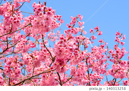青空に映える寒緋桜 青空に映える寒緋桜 140313258