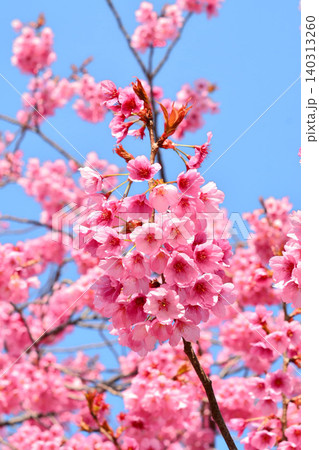 青空に映える寒緋桜 青空に映える寒緋桜 140313260