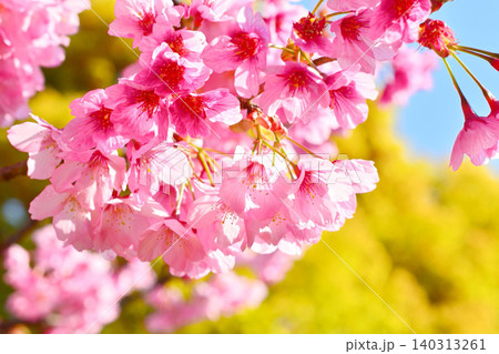 青空に映える寒緋桜 青空に映える寒緋桜 140313261