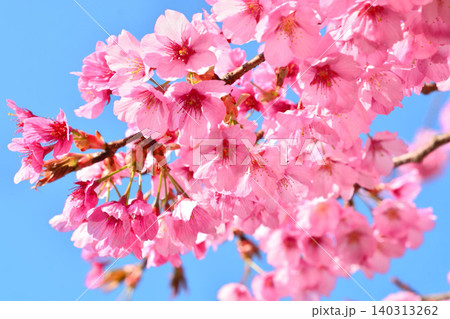 青空に映える寒緋桜 青空に映える寒緋桜 140313262