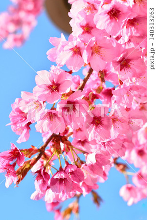 青空に映える寒緋桜 青空に映える寒緋桜 140313263