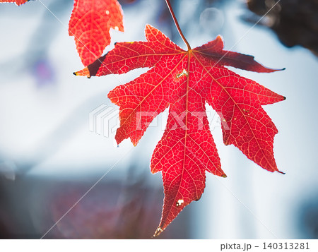 紅葉したモミジバフウの葉 紅葉したモミジバフウの葉 140313281