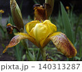 Close-up shot of a blooming yellow iris flower with brown patterned petals. The delicate blossom stands out in a garden setting, surrounded by green leaves and unopened buds on a summer day 140313287