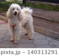 Fluffy white poodle stands on a paved sidewalk wearing a bright orange harness and a red leash. The curly-haired dog looks directly forward, positioned next to a stone curb and dirt path 140313291
