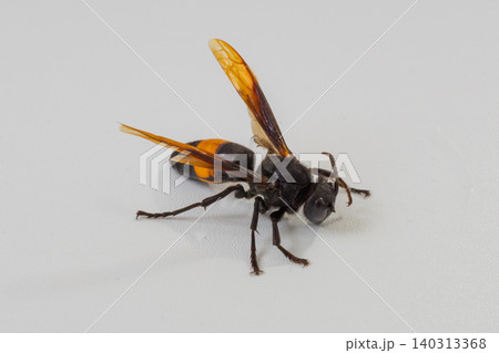 Greater banded hornet or Vespa tropica isolated on white background, macro detailed dangerous stinging wasp pest control concept Greater banded hornet or Vespa tropica isolated on white background, macro detailed dangerous stinging wasp pest control concept 140313368