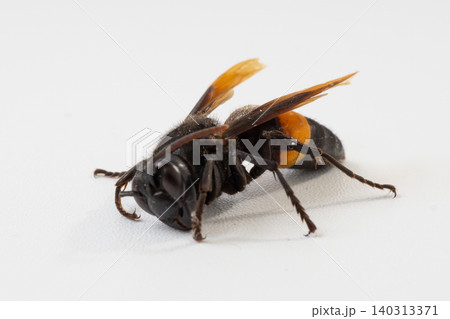 Greater banded hornet or Vespa tropica isolated on white background, macro detailed dangerous stinging wasp pest control concept Greater banded hornet or Vespa tropica isolated on white background, macro detailed dangerous stinging wasp pest control concept 140313371