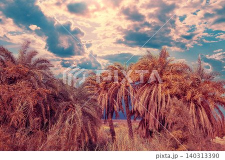 An oasis in the desert. Palm grove on the Dead Sea shore at sunset An oasis in the desert. Palm grove on the Dead Sea shore at sunset 140313390