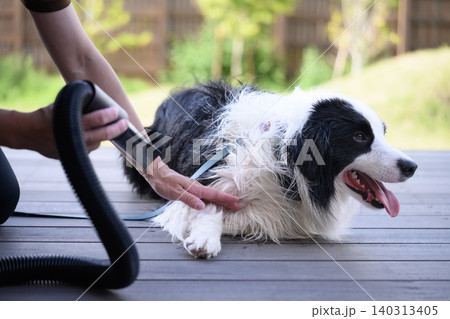 犬の毛を乾かす 140313405