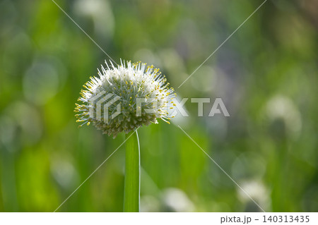 Delicate white onion flower head with yellow stamens stands tall in a garden 140313435