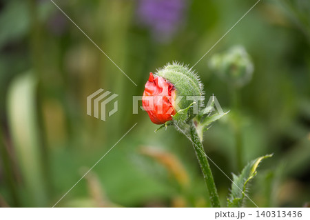 Vibrant red poppy bud showing delicate petals about to unfurl in spring garden 140313436