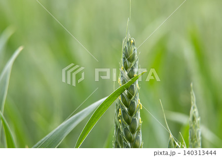 Close-up of a young green wheat ear with delicate yellow anthers and soft bokeh background Close-up of a young green wheat ear with delicate yellow anthers and soft bokeh background 140313444