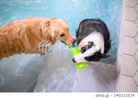 水中で遊ぶ犬たち 水中で遊ぶ犬たち 140313524