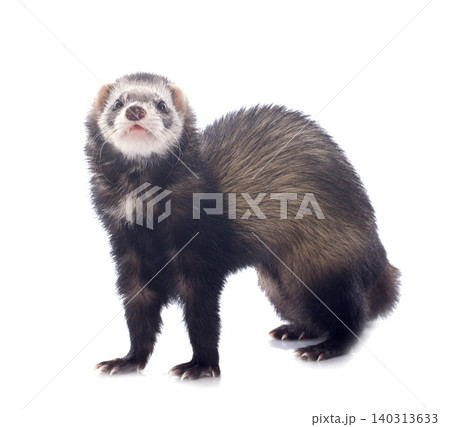 brown ferret brown ferret 140313633
