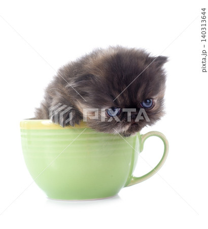 persian kitten persian kitten 140313644