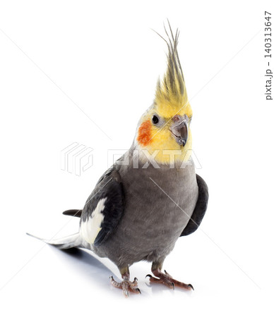 adult gray Cockatiel adult gray Cockatiel 140313647