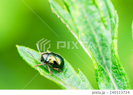 小さなハムシは植物の葉を食害する害虫である 140313724