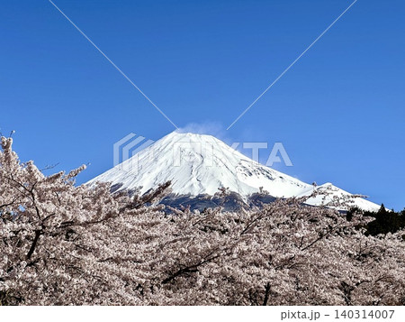 春を彩る満開の桜と富士山 春を彩る満開の桜と富士山 140314007