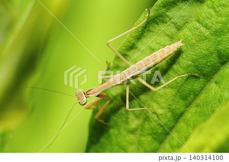 カマキリの幼虫のクローズアップ(オオカマキリと思われる) カマキリの幼虫のクローズアップ(オオカマキリと思われる) 140314100