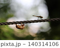 蜻蛉と蝉 140314106