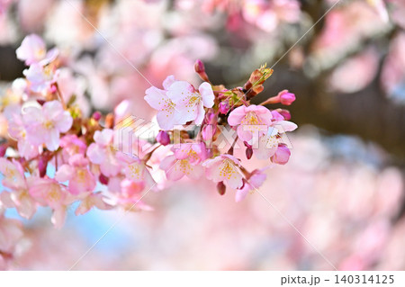 早春の可愛い河津桜 140314125