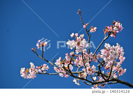 青空に映える河津桜 青空に映える河津桜 140314128